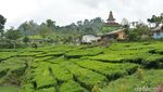 Foto: Kampung Bunga Probolinggo yang Cantik & Sejuk
