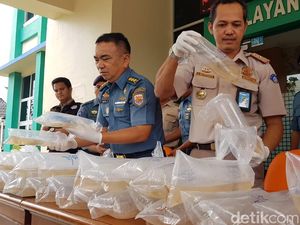 TNI AL Gagalkan Penyelundupan 10 Ribu Baby Lobster di Riau