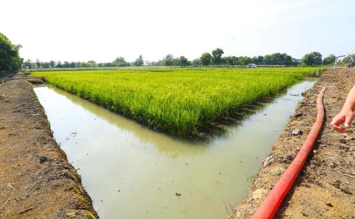 Foto: Istimewa/Kementan Foto: Istimewa/Kementan