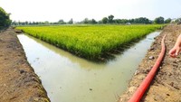 Lahan seluas 750 ribu diantaranya sudah ditanami padi. Istimewa/Kementan.