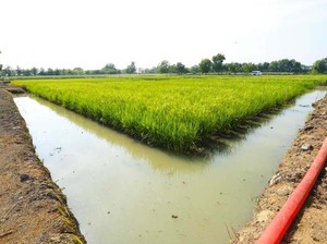 Lewat Program Serasi Kementan, Periode Tanam Jadi Tiga Kali Setahun