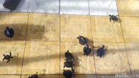 Foto: Penangkaran penyu ini sudah ada lebih dari setahun. Sudah ada ratusan penyu yang unyu-unyu di sini. (Harianto Nukman/detikTravel)