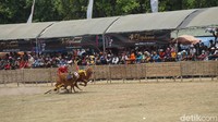 Foto: Sementara itu, saat melihat sapi-sapi sedang berlarian untuk bertanding, para penonton juga bersorak mendukung sapi jagoannya. Meski berdesak-desakan, namun tak sedikit pun menyurutkan antusiasme penonton (Achmad Riza Maulana/Istimewa)