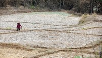 Sawah mengering.
