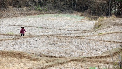 Potret Kekeringan Lahan Pertanian di Cikarang