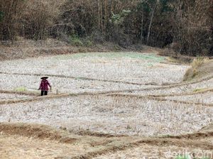 Potret Kekeringan Lahan Pertanian di Cikarang