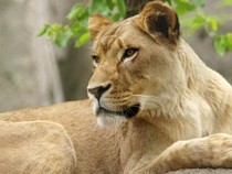 Tragis, Gadis 14 Tahun Tewas Diterkam Singa yang Masuk Rumahnya