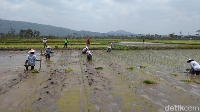 lomba tanam padi di kabupaten semarang
