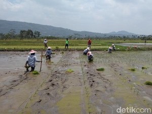 Kementan Pastikan Bantuan Benih Padi untuk Petani Indramayu