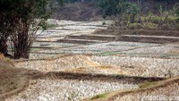 Para petani pun tak bisa menanam padi karena sawahnya mengering.