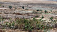 Kekeringan ini membuat para petani tidak bisa bercocok tanam.