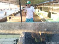 H Awan sedang menunjukkan anak tukik di penangkaran Mapak Indah (Harianto Nukman/detikTravel)