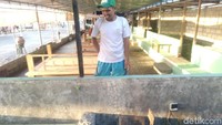 Foto: Untuk menjaga kelestarian penyu itu, H Awan membentuk kelompok pelestari yang melibatkan warga sekitar pesisir Mapak Indah. Biaya makanan dan pemiliharaannya dari hasil parkir wisatawan yang datang di Pantai Mapak. (Harianto Nukman/detikTravel)