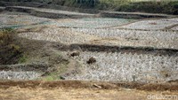Beberapa ekor kambing memakan rumput di antara batang padi yang mengering.