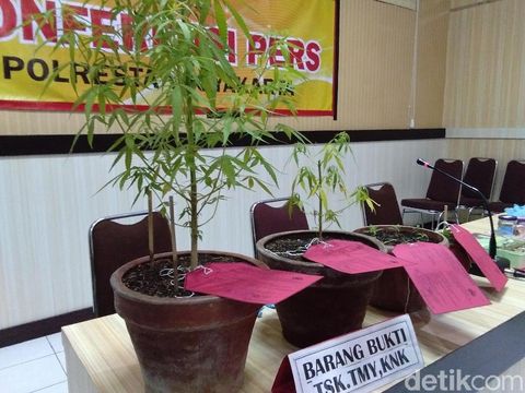 Gunakan Ganja, Pelukis Asal Jepang Ini Ditangkap Polisi Yogya