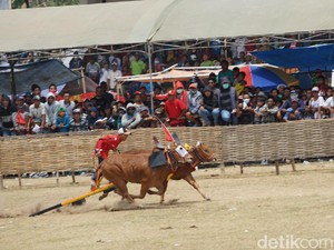 Rebut Piala Presiden, Begini Serunya Karapan Sapi di Madura