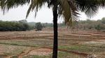 Potret Kekeringan Lahan Pertanian di Cikarang