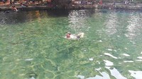 Konon, ikan-ikan tersebut sudah mendiami kolam sejak kolam alami ada. Karena ikan dikeramatkan maka tak ada yang diperbolehkan mengambilnya dan jumlahnya pun semakin banyak (Muhajir Arifin/detikTravel)