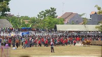 Foto: Ada 24 sapi yang dilombakan. Semuanya merupakan sapi-sapi pilihan dari sekitar wilayah Madura, seperti Sampang, Pamekasan, Sumenep hingga Bangkalan. (Achmad Riza Maulana/Istimewa)