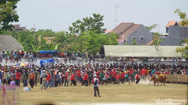 Foto: Ada 24 sapi yang dilombakan. Semuanya merupakan sapi-sapi pilihan dari sekitar wilayah Madura, seperti Sampang, Pamekasan, Sumenep hingga Bangkalan. (Achmad Riza Maulana/Istimewa) Foto: Ada 24 sapi yang dilombakan. Semuanya merupakan sapi-sapi pilihan dari sekitar wilayah Madura, seperti Sampang, Pamekasan, Sumenep hingga Bangkalan. (Achmad Riza Maulana/Istimewa)