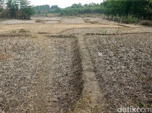 4 Kabupaten di NTT Alami Kekeringan Ekstrem
