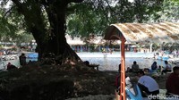 Satu dari dua kolam yang bersumber alami terdapat ribuan ikan tombro atau dengan nama lokal ikan sengkaring (Muhajir Arifin/detikTravel)
