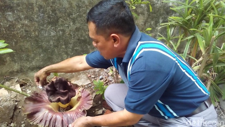 Ada Bunga Bangkai Tumbuh di Pekarangan Warga di Kudus Ada Bunga Bangkai Tumbuh di Pekarangan Warga di Kudus