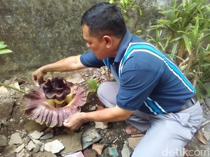 Ada Bunga Bangkai Tumbuh di Pekarangan Warga di Kudus
