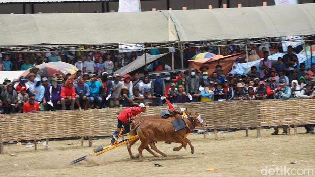 Karapan sapi madura