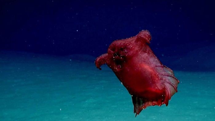 Pertama Kali Terekam Kamera Monster Ayam Tanpa Kepala di Samudera Selatan
