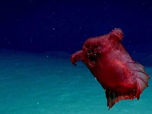 Pertama Kali Terekam Kamera Monster Ayam Tanpa Kepala di Samudera Selatan