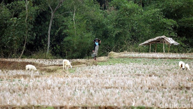 Serba-serbi Ramai Tanah HGU Usai Debat Capres