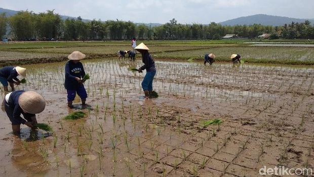 Serunya Melihat 40 Grup Emak-emak Jateng Lomba Tanam Padi