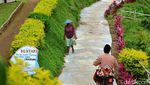 Foto: Kampung Bunga Probolinggo yang Cantik & Sejuk