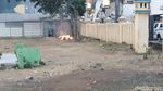 Ini Lokasi Pembakaran Bendera Berkalimat Tauhid
