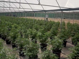 Polisi Temukan Kebun Ganja Besar Bernilai Rp 100 M di Australia Barat