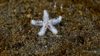 Bintang laut Diplasterias brucei ini bisa tumbuh sampai 30 cm loh. Foto: Facebook/Science Under The Ice