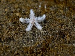 Menyelami Kehidupan Bawah Laut Antartika