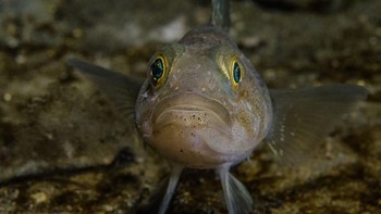 Akhirnya, ada ikan juga yang ditemukan. Hewan ini bernama ilmiah Trematomus bernacchii. Foto: Facebook/Science Under The Ice