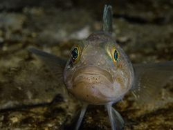 Menyelami Kehidupan Bawah Laut Antartika