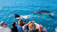 Fraser Island berjarak kurang lebih 300 kilometer ke utara Brisbane serta 15 kilometer di lepas pantai Hervey Bay dan Maryborough. Traveler bisa naik pesawat langsung dari Sydney, Melbourne, dan Brisbane menuju Fraser Coast (Fraser Coast Tourism & Events) 