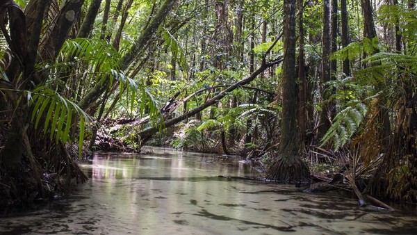 Fraser Island adalah satu-satunya hutan hujan yang tumbuh di atas gumuk pasirdengan ketinggian lebih dari 200 mdpl. Pulau ini juga memiliki separuh danau gumuk pasir dunia atau danau hasil depresi tanah di gumuk pasir terisi air hujan secara permanen (Fraser Coast Tourism & Events)