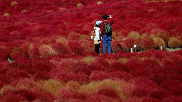 People walk in a field of fireweed, or Kochia scoparia, at the Hitachi Seaside Park in Hitachinaka, Japan, October 22, 2018. Fireweed is a grass bush that takes on a bright red colour in autumn. REUTERS/Toru Hanai     TPX IMAGES OF THE DAY