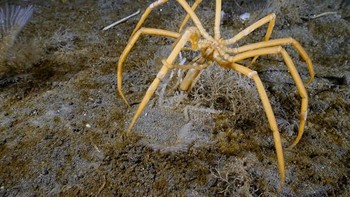 Bukan, ini bukan makhluk luar angkasa. Ini adalah laba-laba laut Pycnogonid. Foto: Facebook/Science Under The Ice