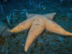 Menyelami Kehidupan Bawah Laut Antartika