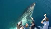 Di Fraser Island, traveler bisa menyaksikan bayi paus bungkuk beserta induknya. Seorang juru bicara menegaskan bahwa Meghan akan beristirahat di Kingfisher Bay Resort (Fraser Coast Tourism & Events) 