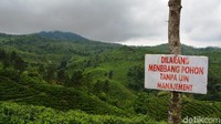 Ada juga larangan menebang pohon di tempat ini, menjadikan Kampung Bunga jadi destinasi yang asyik untuk menyepi dan menikmati hawa dingin Pegunungan Argopuro yang eksostis.  (Rofiq/detikTravel)