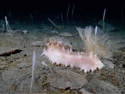 Menyelami Kehidupan Bawah Laut Antartika