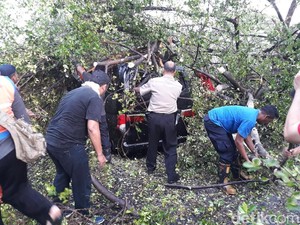 Usia dan Renovasi Taman Sebabkan Banyak Pohon Tumbang di Solo