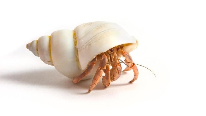 Hermit crab walking. Isolated on a white background.Other shots in this series: